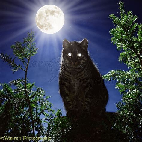 thecatnoirofthenight|Cat in the Night .